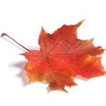 bigstock-Closeup-of-maple-autumn-leaf-o-19636865