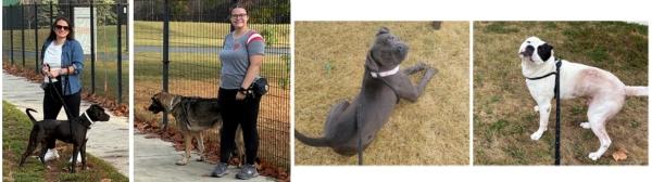 Dog Shelter Volunteers