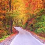 fall trees